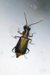 Axinotarsus marginalis
