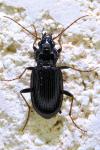 Nebria salina