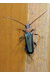 Phymatodes testaceus