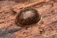 Thymalus limbatus