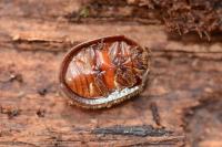 Thymalus limbatus