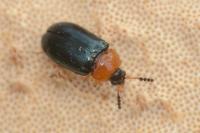 Tetratoma fungorum
