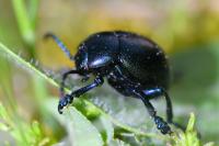 Timarcha goettingensis