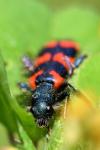 Trichodes alvearius