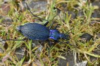 Carabus intricatus