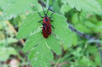 Lygistopterus sanguineus