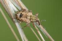 Limobius mixtus