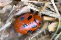 Gonioctena fornicata