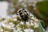 Trichius gallicus
