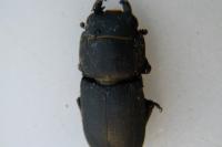 Dorcus parallelipipedus