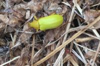 Cteniopus sulphureus