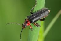 Cantharis rustica