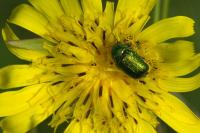 Cryptocephalus
