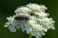Oxythyrea funesta