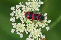 Trichodes alvearius