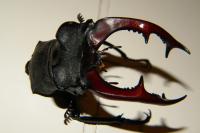 Lucanus cervus cervus
