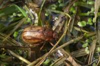 Amphimallon majale