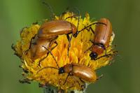 Exosoma lusitanicum