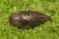 Dicerca berolinensis