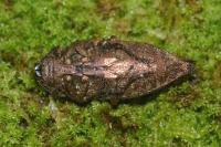 Dicerca berolinensis