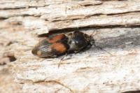 Drasterius bimaculatus