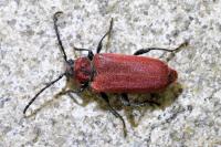 Pyrrhidium sanguineum