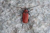 Pyrrhidium sanguineum