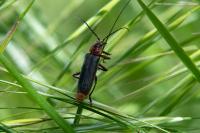 Cantharis rustica