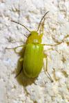 Cteniopus sulphureus