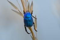 Hoplia coerulea