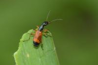Odacantha melanura