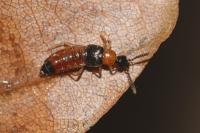 Zyras collaris