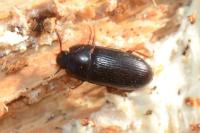 Diaclina fagi