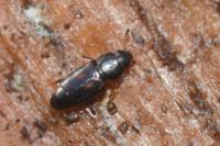 Carpophilus sexpustulatus