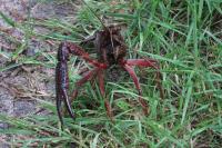 Procambarus clarkii