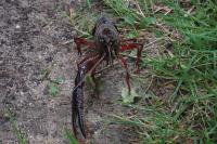 Procambarus clarkii