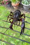 Procambarus clarkii