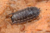 Trachelipus rathkii