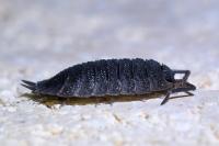 Porcellio scaber
