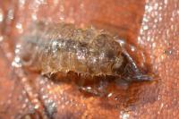 Proasellus meridianus