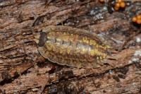 Porcellio monticola