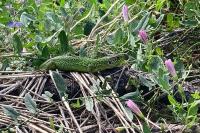 Lacerta bilineata