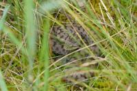 Vipera aspis