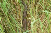 Vipera aspis