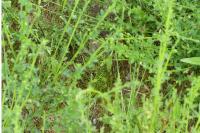 Lacerta bilineata