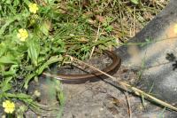 Anguis fragilis