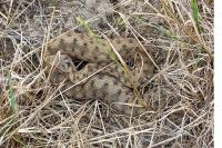 Vipera aspis