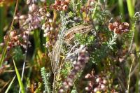 Zootoca vivipara