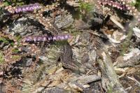 Podarcis muralis