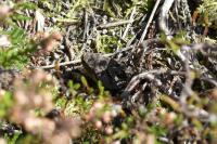 Vipera aspis
